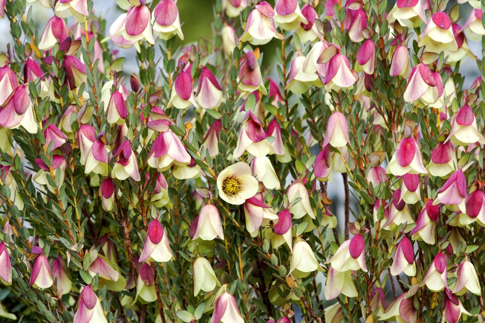 Flowers bloom nature