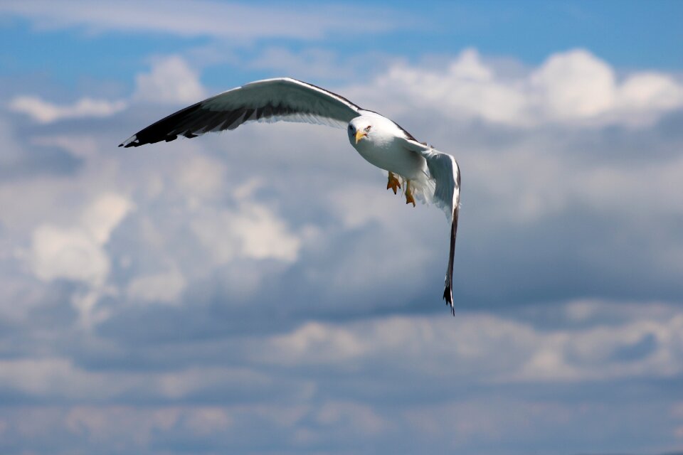 Sky freedom wildlife
