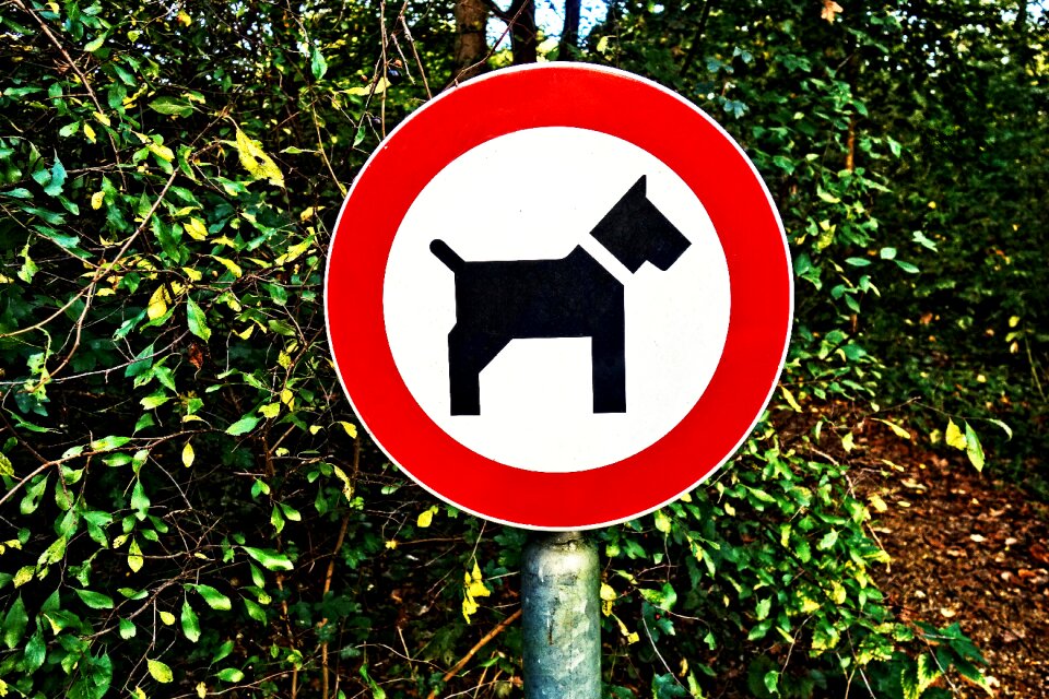 No dogs no entrance forbidden for dogs