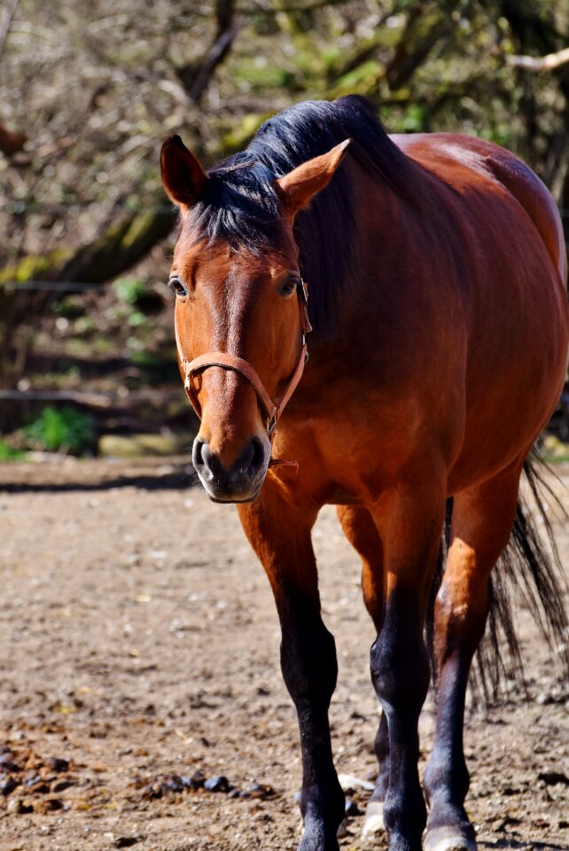 Brown ride mare