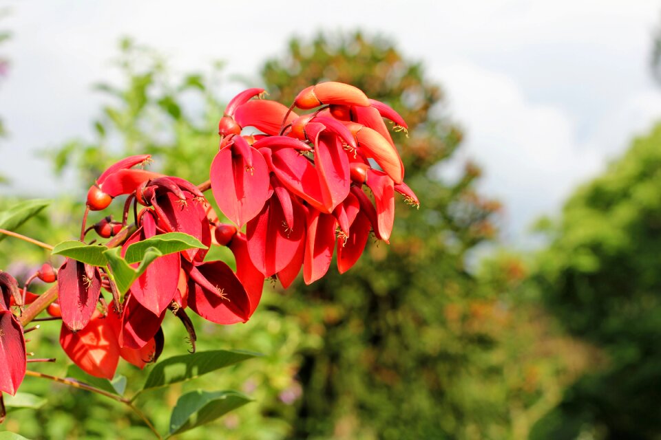 Naha close up eryrthrina christa-galli
