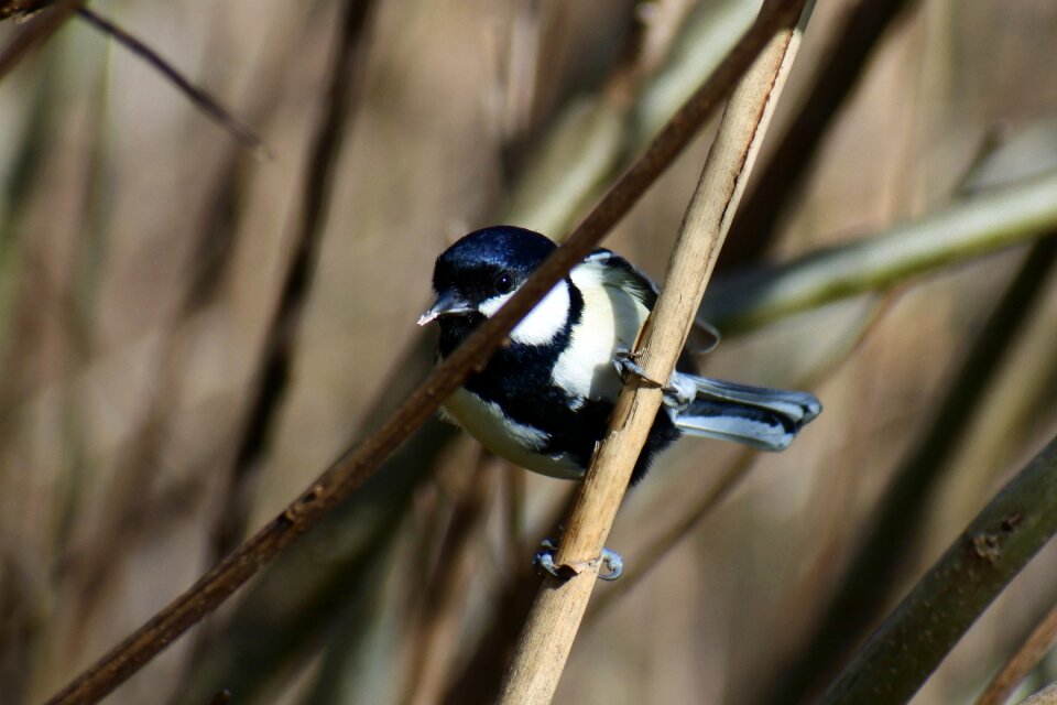 Wild birds little bird tits