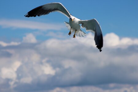 Flight wildlife freedom photo