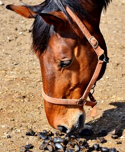 Brown ride mare