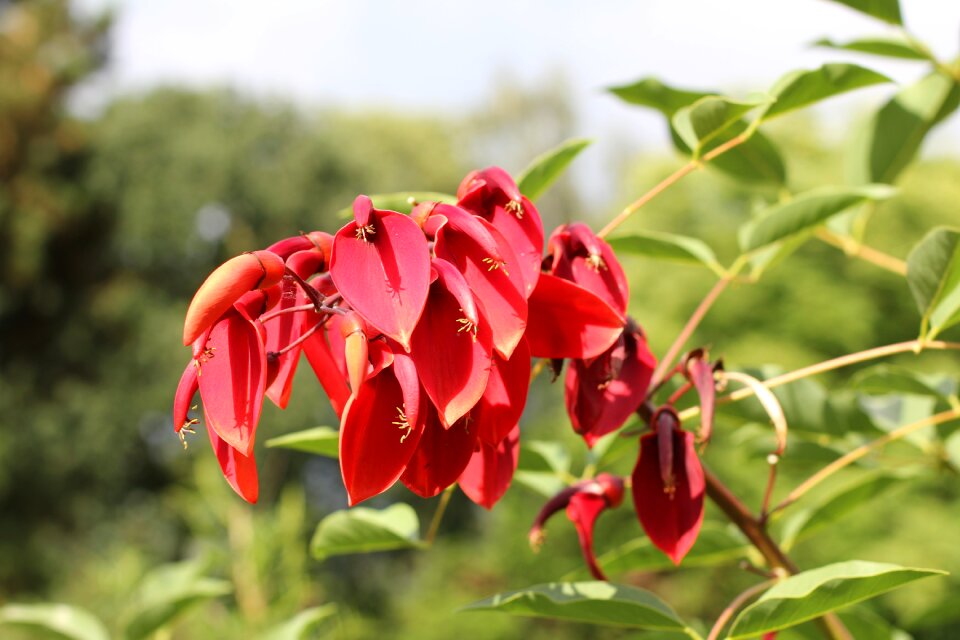 Naha close up eryrthrina christa-galli