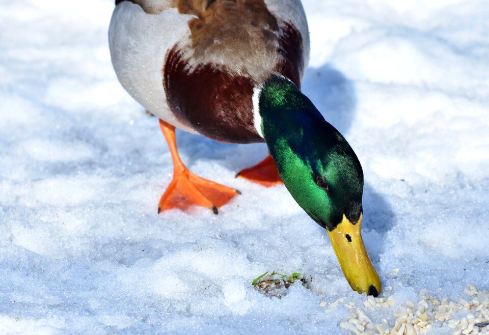 Mallard bird feather