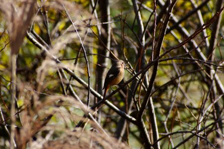 Twigs bird wild birds