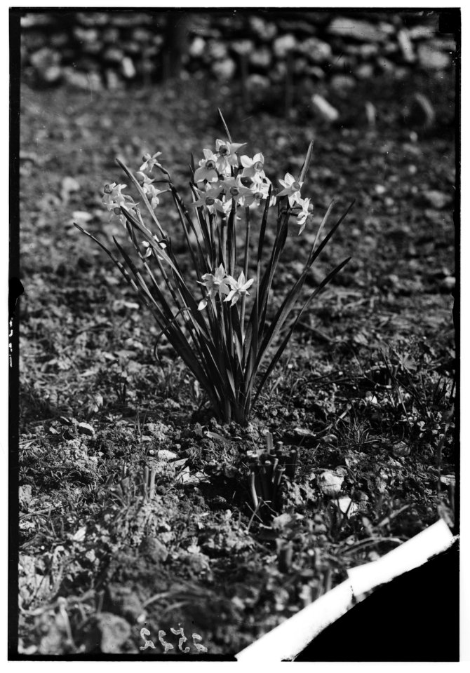 Wild flowers of Palestine. 'Rose of Sharon' (Narcissus Tazetta L) LOC matpc.00185
