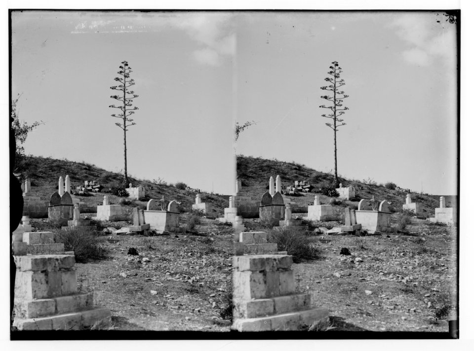 Wild flowers in Palestine. Century plant (Agave americana L.). LOC matpc.02397