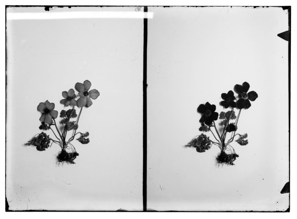 Wild flowers of Palestine. Anemone showing the roots (Anemone coronaria L.). LOC matpc.02408