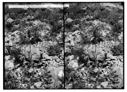 Wild flowers of Palestine. Anacamptis (Orchid) ( A. pyramidalis (L.) Rich.); (Another view of orchid). LOC matpc.02402