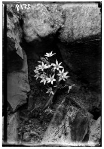 Wild flowers of Palestine. Bethlehem-star (Ornithogalum fimbriatum Wild) LOC matpc.00183