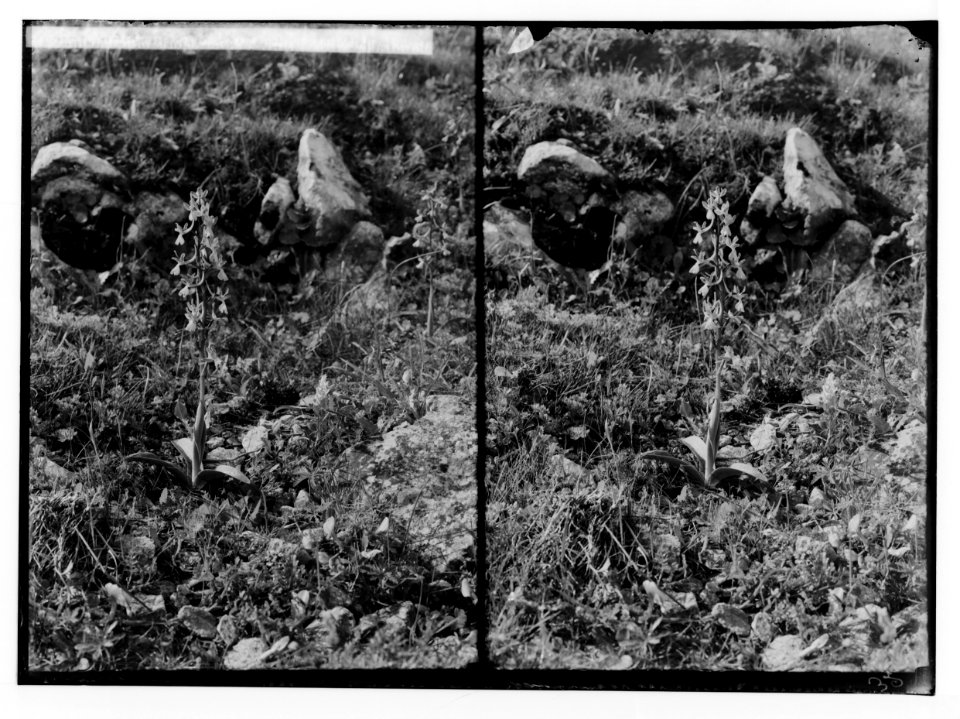 Wild flowers of Palestine. Anatolian orchid (Orchis anatolica Boiss.). LOC matpc.02404