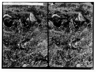 Wild flowers of Palestine. Anatolian orchid (Orchis anatolica Boiss.). LOC matpc.02404
