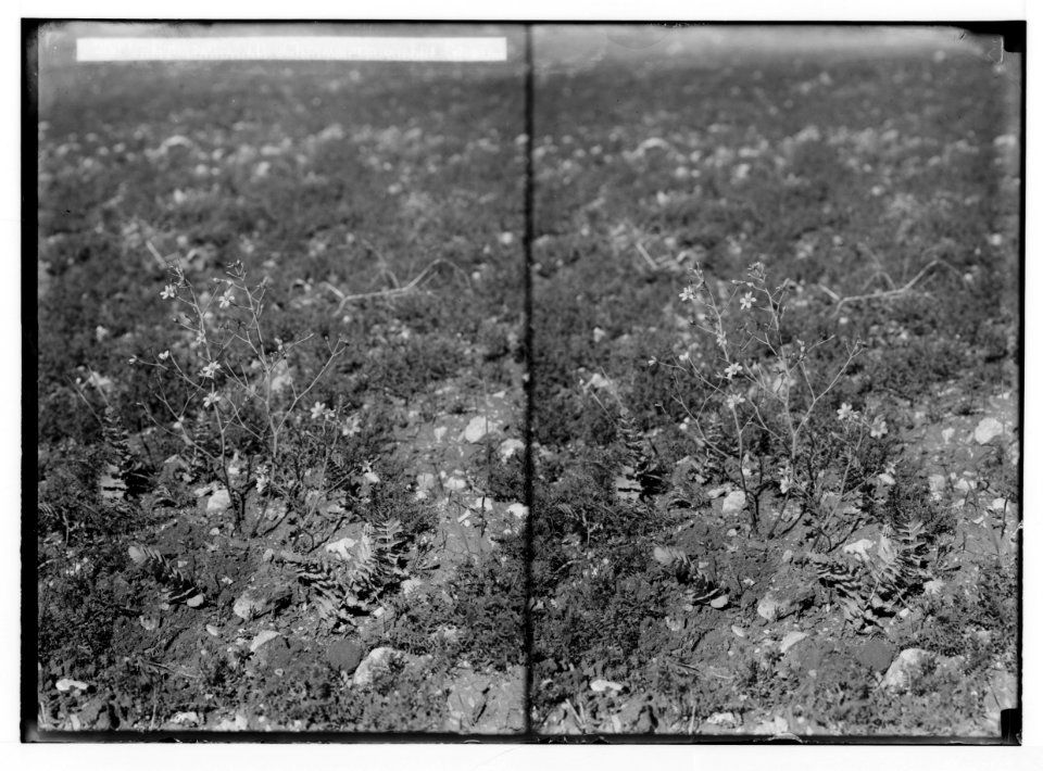 Wild flowers of Palestine. Bongardia (B. Chrysoganum (L.) Boiss.). LOC matpc.02411