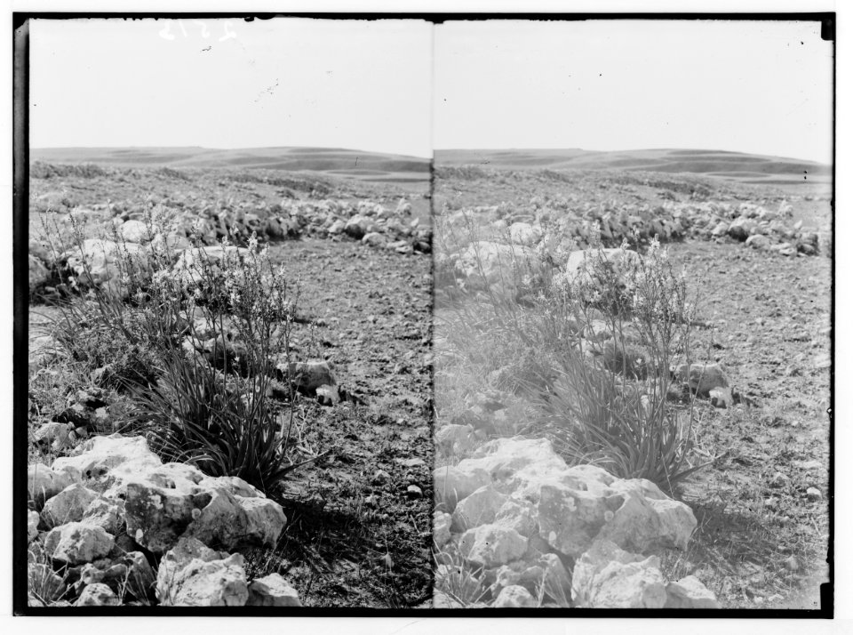 Wild flowers of Palestine. Asphodel (Asphodelus microcarpus Viv.). LOC matpc.02391