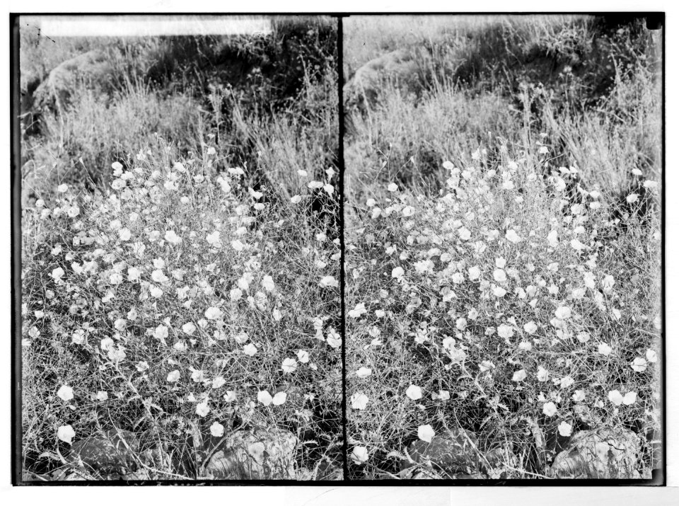 Wild flowers of Palestine. Convolvulus (C. Dorycnium L.). LOC matpc.05851