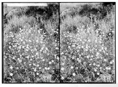 Wild flowers of Palestine. Convolvulus (C. Dorycnium L.). LOC matpc.05851 photo