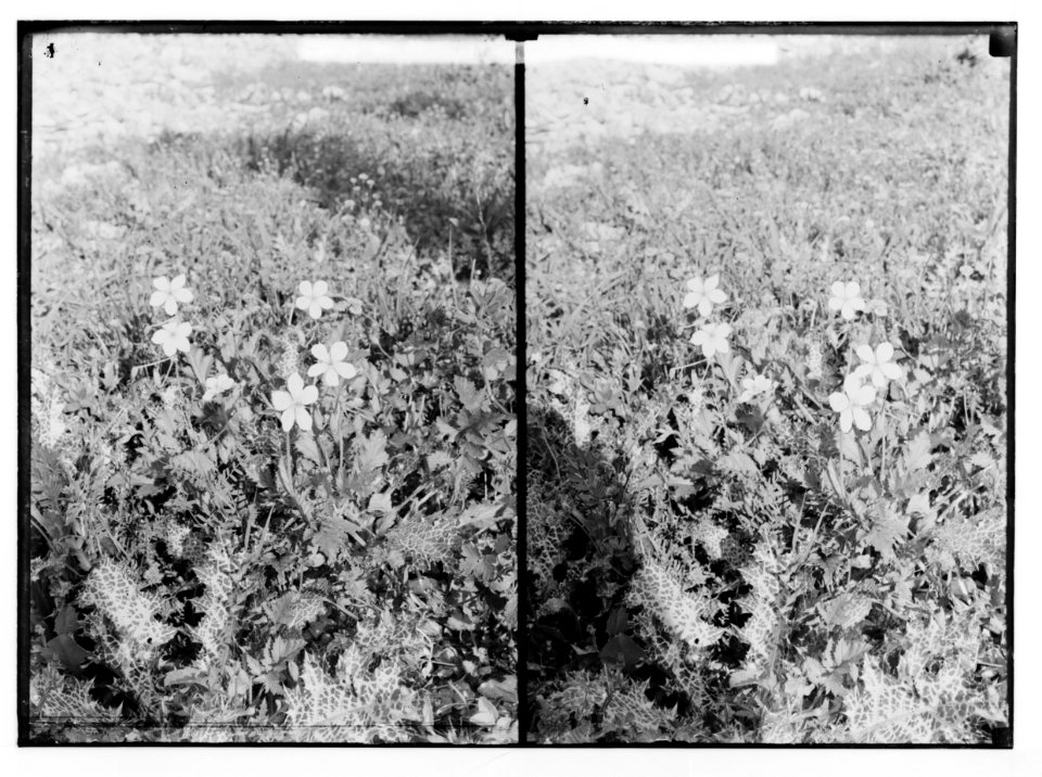 Wild flowers of Palestine. Blue geranium (Erodium gruinum (L.) L'Her.). LOC matpc.02424