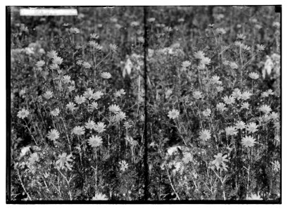 Wild flowers of Palestine. Chrysanthemum, corn-marigold (C. coronarium L.). LOC matpc.02446