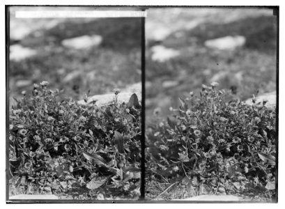 Wild flowers of Palestine. Egyptian marigold (Calendula aegyptiaca Desf.). LOC matpc.02448