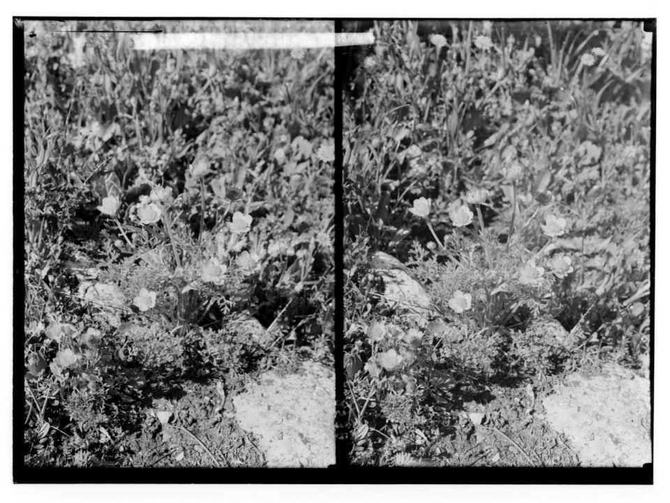 Wild flowers of Palestine. Buttercups (Ranunculus hierosolymitanus Boiss.). LOC matpc.02410