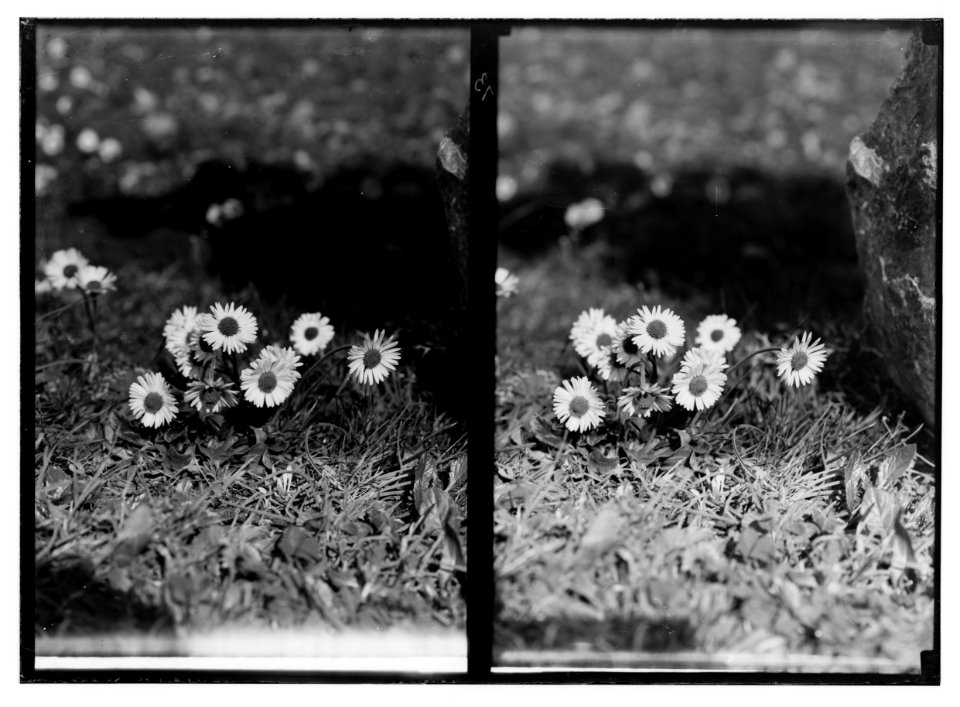 Wild flowers of Palestine. Daisy (Bellis silvestris Cyr.). LOC matpc.02441
