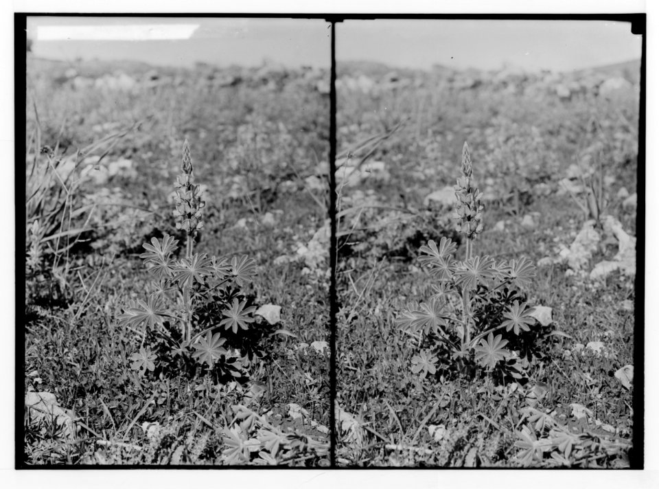 Wild flowers of Palestine. Blue lupine (Lupinus pilosus L.). LOC matpc.02421