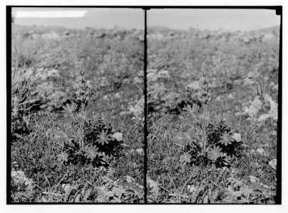 Wild flowers of Palestine. Blue lupine (Lupinus pilosus L.). LOC matpc.02421