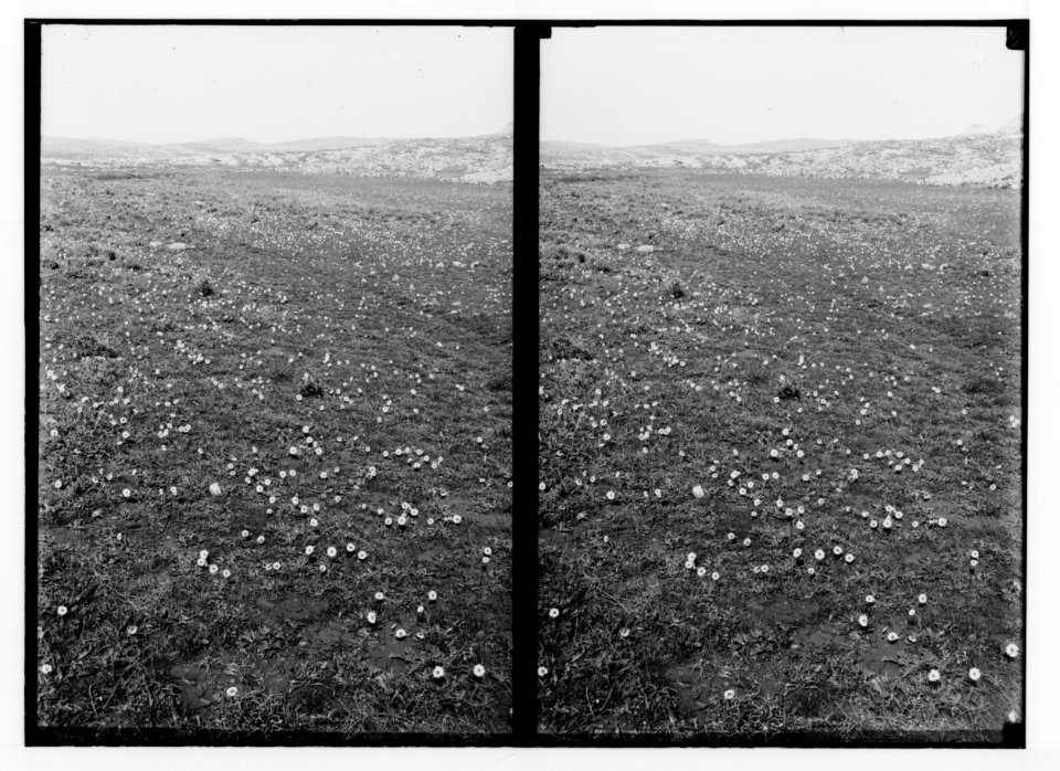 Wild flowers of Palestine. Field of daisies (Bellis silvestris Cyr.). LOC matpc.02442