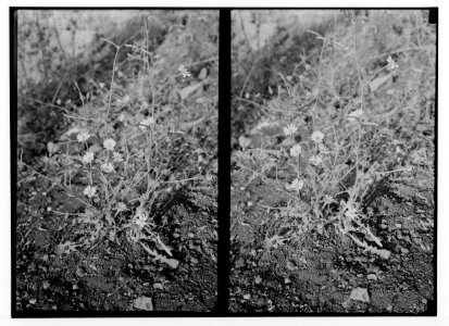 Wild flowers of Palestine. Chicory. (Cichorium Intybus L.). LOC matpc.02455