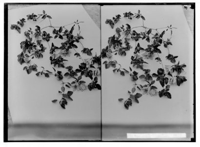 Wild flowers of Palestine. Clematis (C. cirrhosa L.). LOC matpc.02406