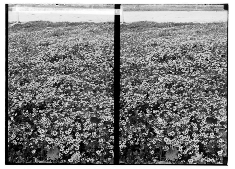 Wild flowers of Palestine. Field of chamomile (Matricaria Chamomilla L.). LOC matpc.02444