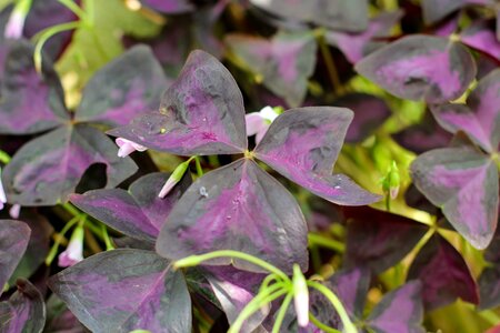 Klee luck leaves