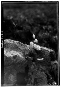 Wild flowers of Palestine. Cyclamen (C. latifolium Sibth. Et Sm) LOC matpc.00190