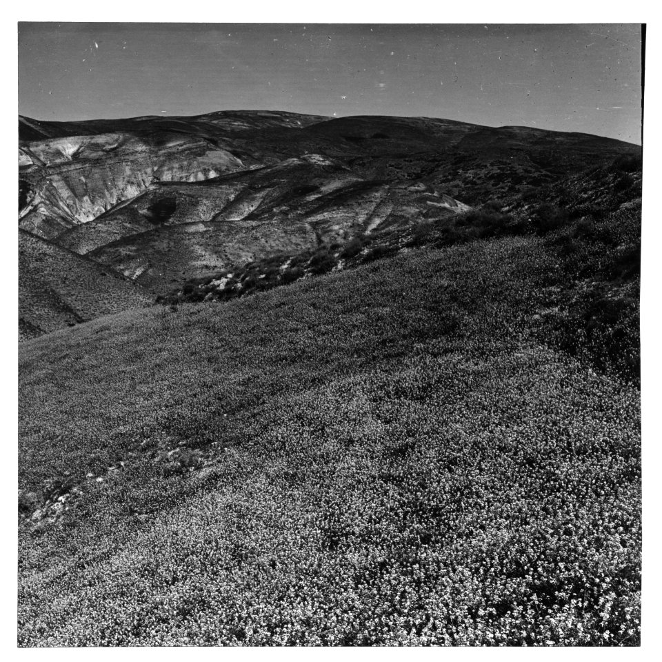 Wild flowers of Palestine. Field of pink mustard, 'desert blossoming as the rose' (Erucaria aleppica Gaertn.) LOC matpc.15050