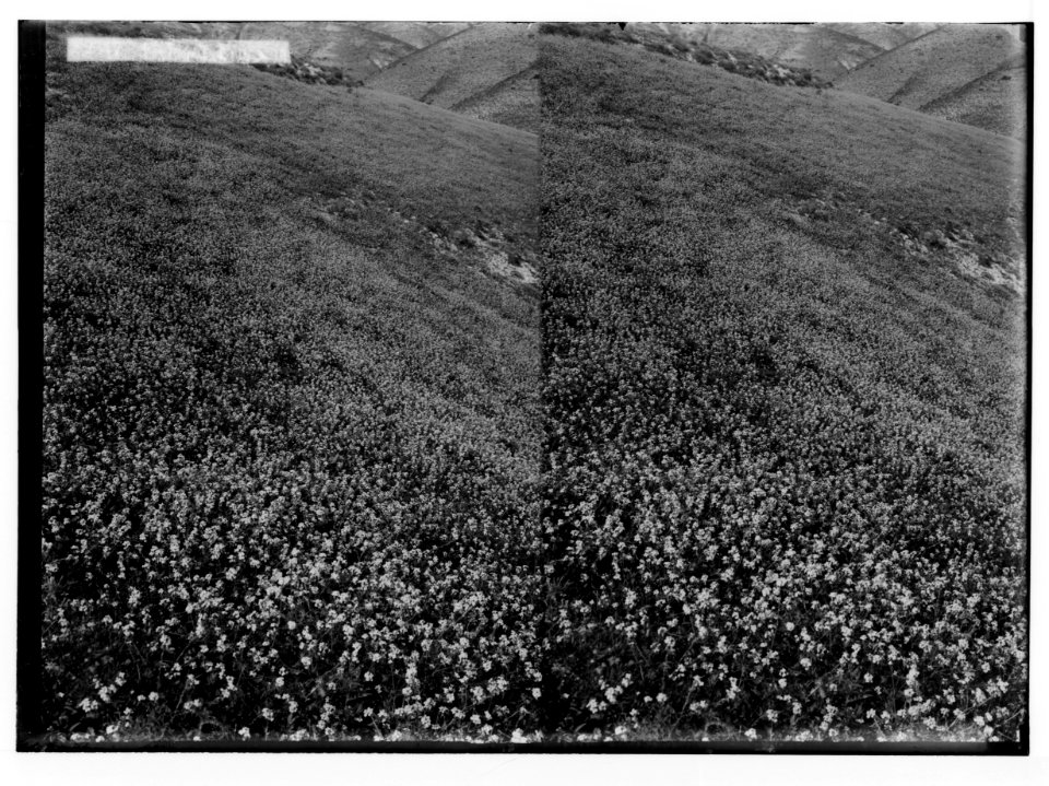Wild flowers of Palestine. Field of erucaria (E. aleppica Gaertn.). LOC matpc.02419