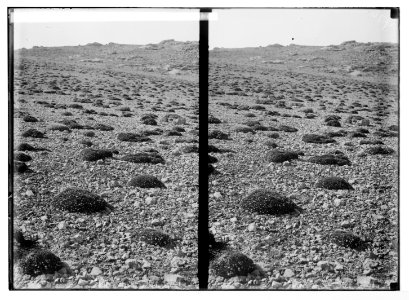 Wild flowers of Palestine. Field of prickly sea-lavender (Acantholimon lib. Boiss.). LOC matpc.05847