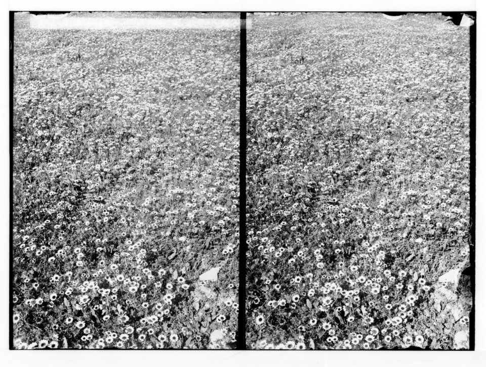 Wild flowers of Palestine. Field of chrysanthemums (C. coronarium L.). LOC matpc.02445