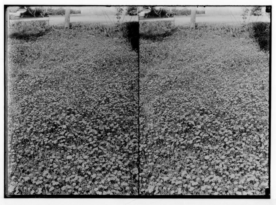Wild flowers of Palestine. Field of groundsel (Senecio vernalis Waldst. et Kit.). LOC matpc.02447