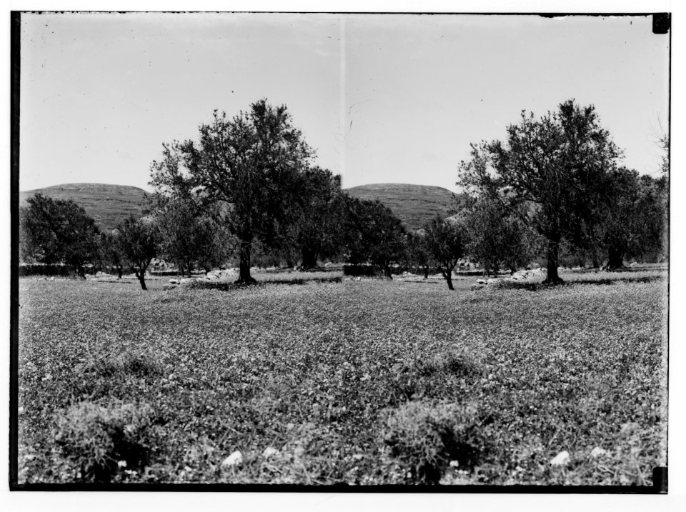 Wild flowers of Palestine. Field of Egyptian pinks (Silene aegyptiaca L.f.). LOC matpc.02405