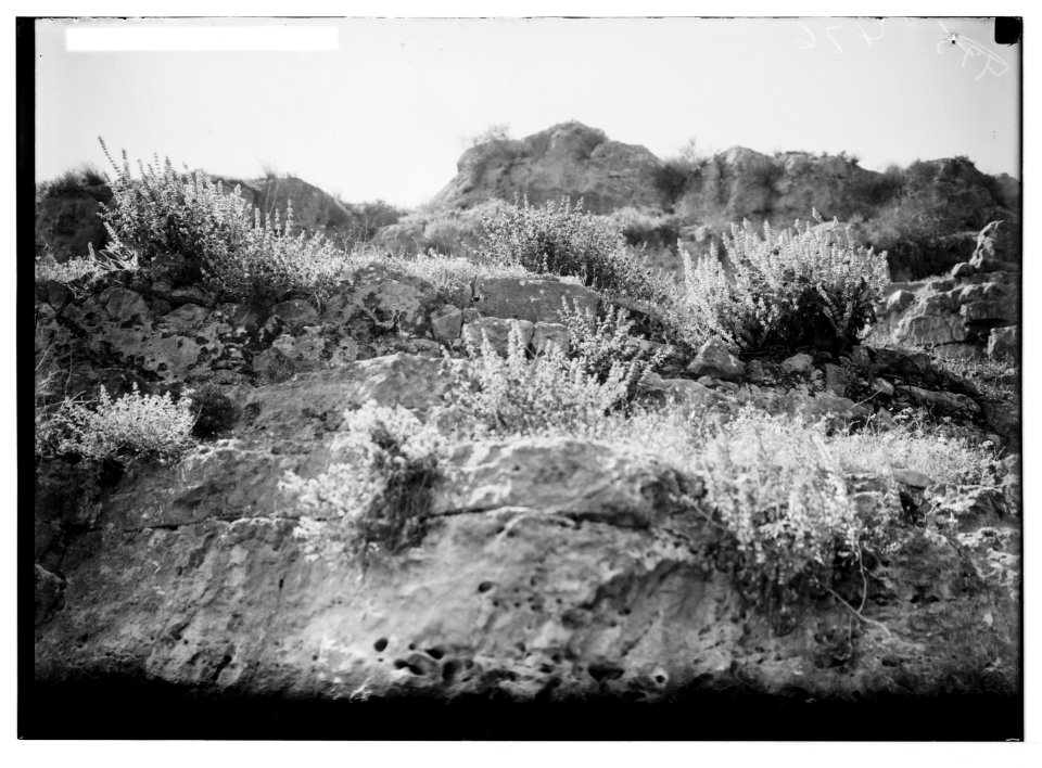 Wild flowers of Palestine. Field of white sage. LOC matpc.05853