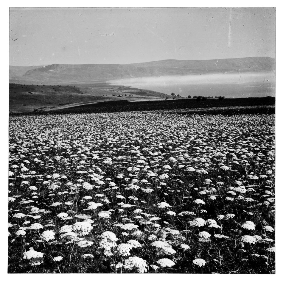 Wild flowers of Palestine. Field of yellow carrot (Daucus aureus Desf.) LOC matpc.15049