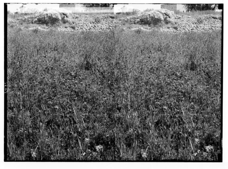 Wild flowers of Palestine. Field of poppies (Papaver syriacum Boiss. et Bl.). LOC matpc.02414