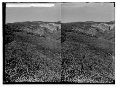 Wild flowers of Palestine. Field of pink mustard, 'desert blossoming as the rose' (Erucaria aleppica Gaertn.). LOC matpc.02418