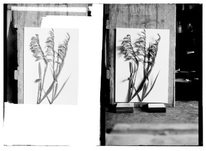 Wild flowers of Palestine. Gladiolus (G. atroviolaceus Boiss.). LOC matpc.05841