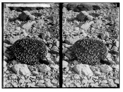 Wild flowers of Palestine. Flowers of prickly sea-lavender. LOC matpc.05849