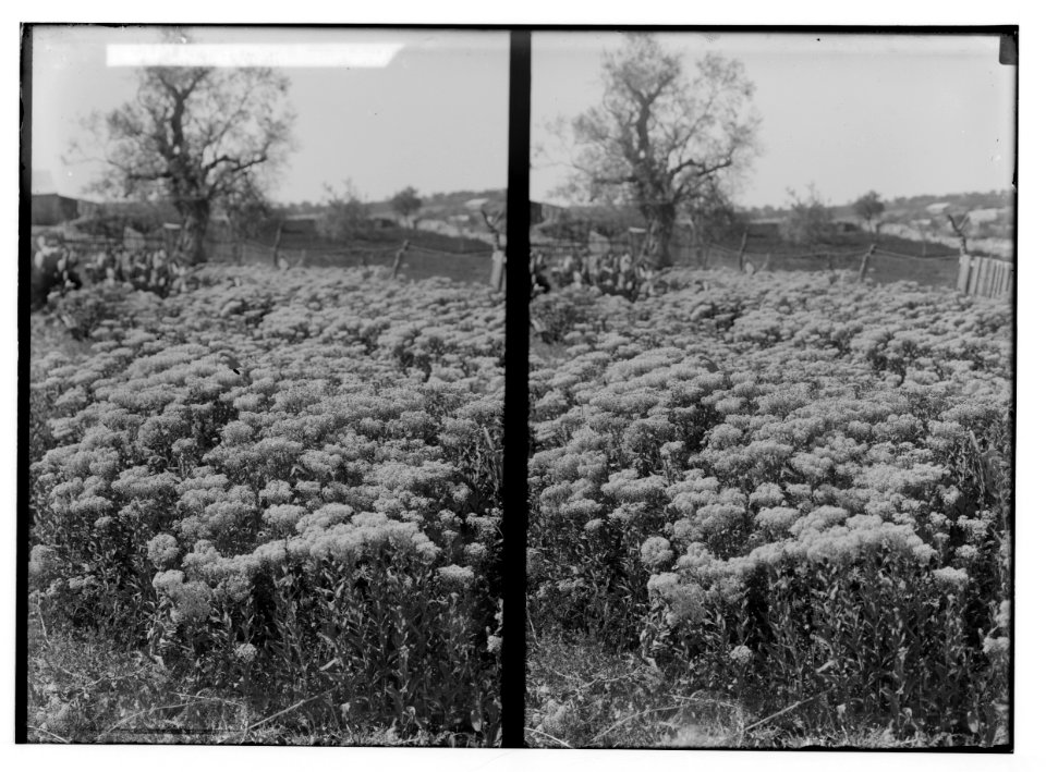 Wild flowers of Palestine. Field of wild peppergrass (Lepidium chalepense L.). LOC matpc.02416