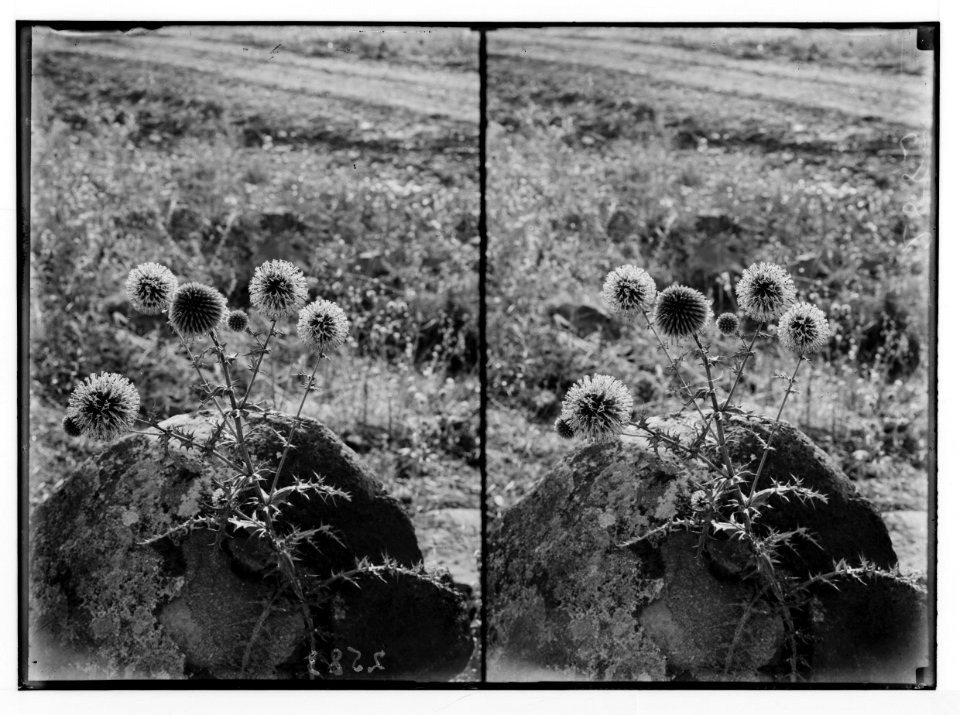 Wild flowers of Palestine. Globe-thistle, large. (E. sphaerocephalus L.). LOC matpc.02451