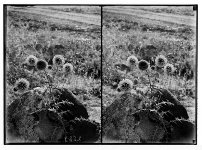 Wild flowers of Palestine. Globe-thistle, large. (E. sphaerocephalus L.). LOC matpc.02451